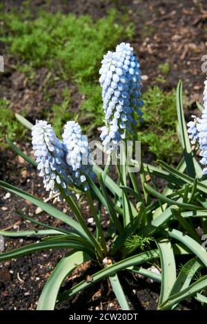 Blaue Mascara Blumen im Garten. Stockfoto