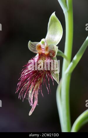 Rote Bartorchidee in Blüte Stockfoto