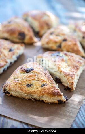 Chocolate Chip Scone hebt sich von Group auf Pergamentpapier ab Stockfoto