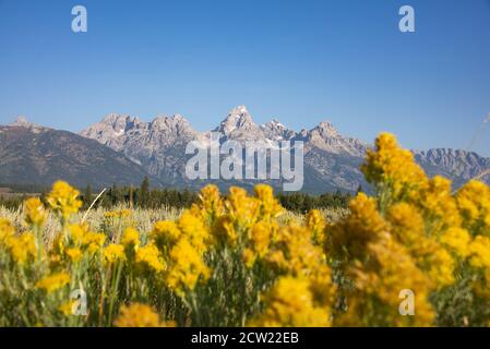 Die klassische Ansicht der Grand Tetons, Schwabacher's Landing, Grand Teton National Park, Wyoming, USA Stockfoto