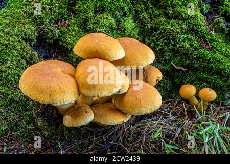 Auf Salt Spring Island, British Columbia, Kanada, wächst eine Gruppe wilder Pilze an der Basis eines toten Baumstumpels. Stockfoto