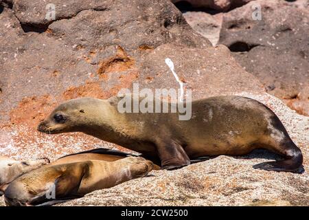 Eine Kolonie von kalifornischen Seelöwen auf Los Islotes im Meer von Cortez vor Baja California, Mexiko. Stockfoto