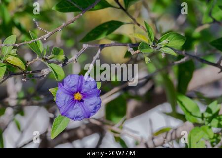 Lycianthes rantonnetii oder blaue Kartoffelbuschpflanze blüht im Freien Stockfoto