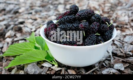 Frische reife Maulbeerbeeren in einem weißen Teller mit grünen Blättern auf einer holzigen Oberfläche. Stockfoto