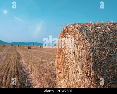 Heuballen im goldenen Feld bei Sonnenuntergang. Strahlen der untergehenden Sonne erleuchten eine Heurolle gegen den blauen Himmel. Stockfoto