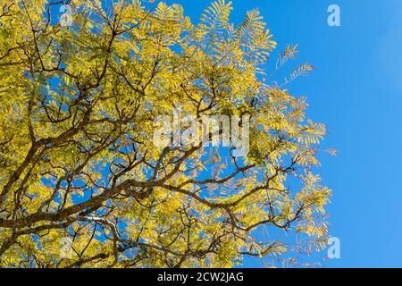 Blauer Jacaranda Baum Stockfoto