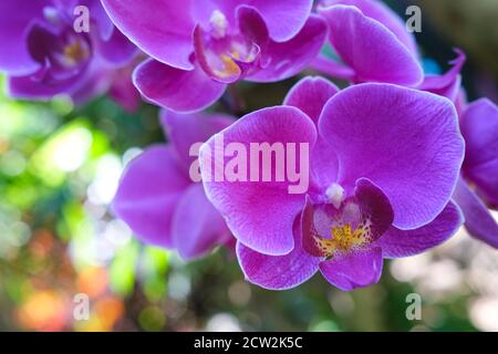 Phalaenopsis Orchidee allgemein bekannt als die Mottenorchideen, purpurne Blumen Stockfoto