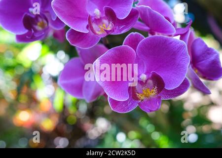 Phalaenopsis Orchidee allgemein bekannt als die Mottenorchideen, purpurne Blumen Stockfoto