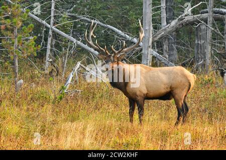 Ein wilder Bullenelch 'Cervus elaphus', der am Rande eines Waldgebietes im ländlichen Alberta Kanada steht. Stockfoto