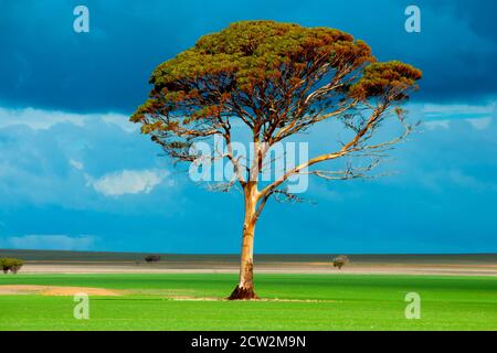 Eucalyptus Salmon Gum Tree - Western Australia Stockfoto