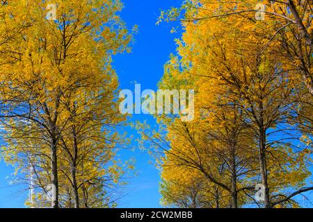 Goldene Birken vor blauem Himmel im Herbst 2020. Stockfoto