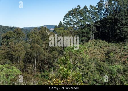 Grüne Vegetation auf der hügeligen Umgebung von Serra da Bocaina Nationalpark, wie man von dem unwegigen Pfad sah, der bergauf ging Führt zum Aussichtspunkt Pedra da Macela Stockfoto