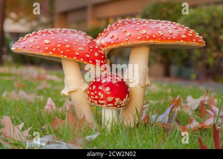 Nahaufnahme einer Gruppe von bunten Amanita Muscaria Pilzen in Herbst Stockfoto