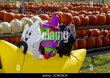 Nahaufnahme eines großen bunten Halloween Ballon Ornament Vor einer Masse von orangefarbenen Kürbissen Hintergrund Stockfoto