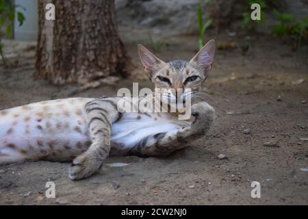 Braun Erwachsene Mutter Katze schlafen, Kätzchen liegend Porträt close up Haustiertier, Haustier Säugetier junge Tapete Hintergrund Stockfoto
