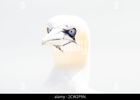 Ein wilder Vogel in freier Wildbahn, Nord-Gannet auf der Insel Helgoland an der Nordsee in Deutschland. In High-Key Stockfoto