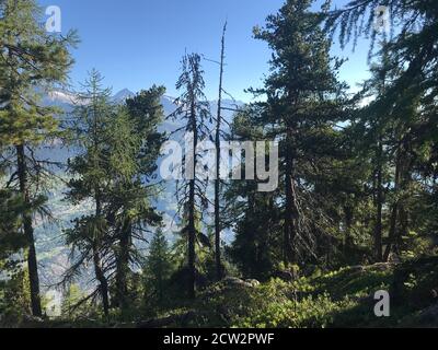 Lärchenbäume an den Hängen des Gebidum im Oberwallis, Schweiz Stockfoto