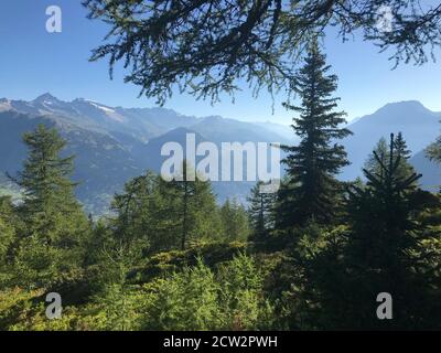 Lärchenwald auf dem Gebidum, Blick ins Goms im Wallis Stockfoto