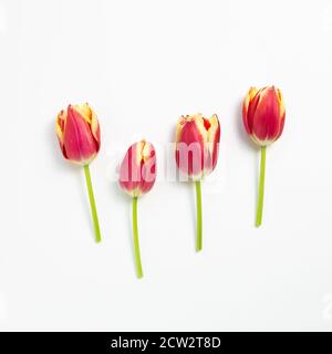 Rote Tulpenblüten auf weißem Hintergrund. Flach liegend, Draufsicht, Kopierraum Stockfoto