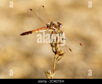 Bunte Meadowhawk Libelle, Erwachsener Stockfoto