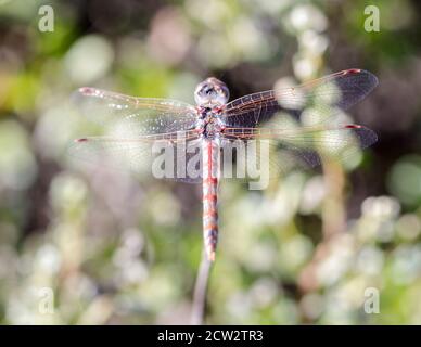 Bunte Meadowhawk Libelle, Erwachsener Stockfoto