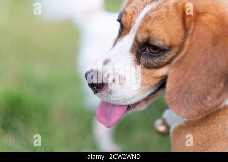 Nase von niedlichen Beagle Welpen im Gras, Beagle Hund Nahaufnahme Porträt Stockfoto
