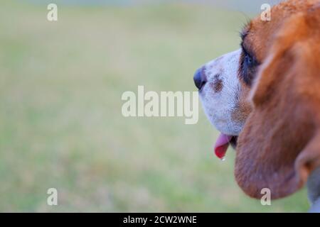 Nase von niedlichen Beagle Welpen im Gras, Beagle Hund Nahaufnahme Porträt Stockfoto