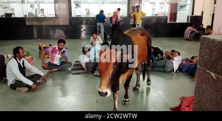 DISTRIKT KATNI, INDIEN - 07. AUGUST 2019: Kuh, die um den Bahnhof herum läuft unter der Öffentlichkeit. Stockfoto