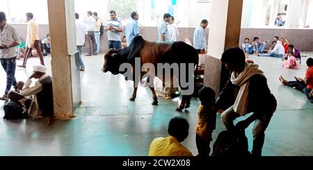 DISTRIKT KATNI, INDIEN - 07. AUGUST 2019: Kuh, die um den Bahnhof herum läuft unter der Öffentlichkeit. Stockfoto