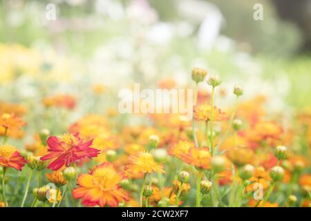 Feld mit orangen Blüten von Calendula . Selektiver Fokus, schöne blühende Blumen orange Farbe Stockfoto