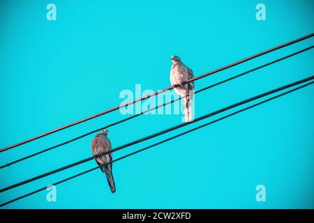Liebe von Vögeln, zwei kleine Vögel auf elektrischen Kabel Linie, Vögel auf elektrischen Drähten mit klaren Vintage Himmel als Hintergrund thront. Stockfoto