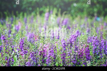 Lila Blumenfeld im Park. Nahaufnahme bei Angelonia goyazensis oder Little Turtle Flowers im Park am Tag. Verschwommener und weicher Fokus Stockfoto