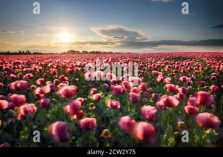 Landschaft mit schönen Sonnenuntergang über Mohnfeld Stockfoto