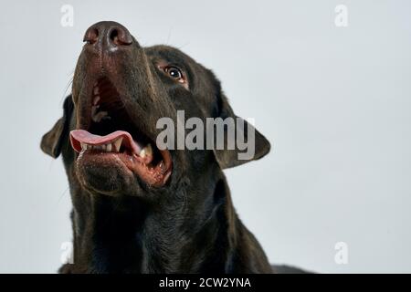 Reinrassige Hund auf einem hellen Hintergrund Haustier abgeschnitten Ansicht close-up Stockfoto