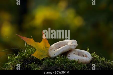 Ein Paar wollige Milchkappe wächst in schönen Abend Hintergrundbeleuchtung Stockfoto