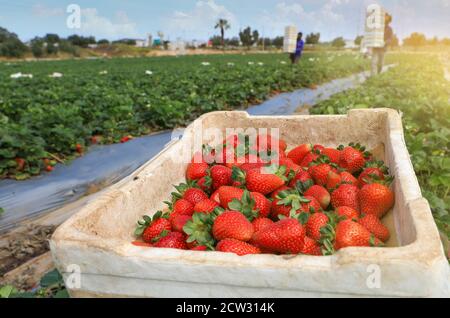 Box mit frisch gepflückten Erdbeeren in einem Erdbeerfeld. Stockfoto