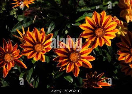 Bunte Gazania Blumen oder afrikanische Gänseblümchen in einem Garten Stockfoto