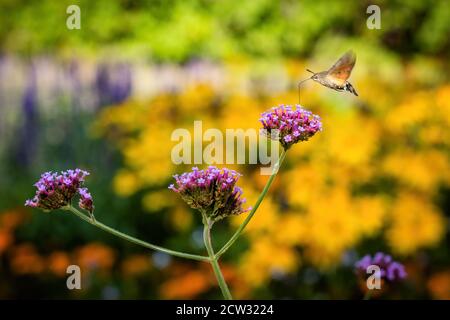 Winzige Kolibri-Falkenmotte, die um violette Blumen schwirrt und Nektar mit seinen Proboscis probiert. Sonniger Herbsttag in einem Park mit bunten Blumen. Stockfoto