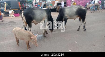 DISTRIKT KATNI, INDIEN - 17. SEPTEMBER 2019: Zwei Kühe kämpfen auf der Straße, während ein Schwein in der Nähe der Schlacht auf der Straße steht. Stockfoto