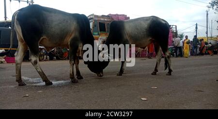 BEZIRK KATNI, INDIEN - 17. SEPTEMBER 2019: Zwei Ochsen kämpfen zusammen auf der Straße zwischen Verkehr. Stockfoto