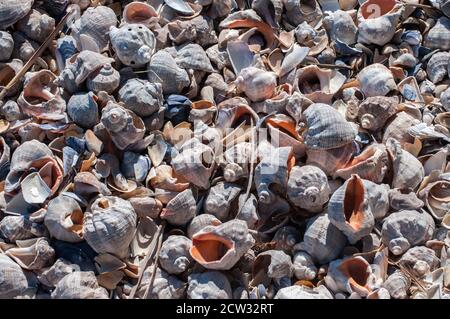 Aderschnecke Rapana venosa leere Muscheln als Muschel in der Nähe Hintergrund Stockfoto