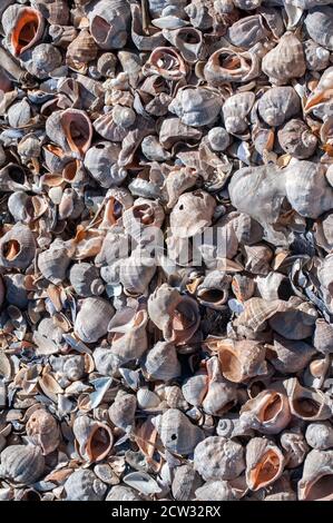 Aderschnecke Rapana venosa leere Muscheln als Muschel in der Nähe Hintergrund Stockfoto