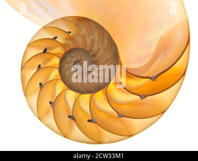 Detailreiches Foto einer halbierten hinterleuchteten Schale einer Kammer nautilus (Nautilus pompilius) isoliert auf Weiß Stockfoto