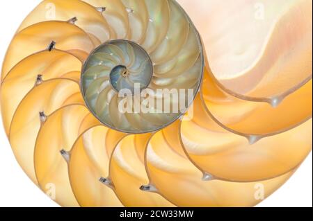 Detailreiches Foto einer halbierten hinterleuchteten Schale einer Kammer nautilus (Nautilus pompilius) Stockfoto