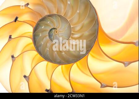 Detailreiches Foto einer halbierten hinterleuchteten Schale einer Kammer nautilus (Nautilus pompilius) Stockfoto