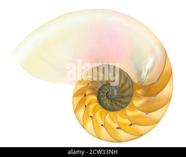 Detailreiches Foto einer halbierten hinterleuchteten Schale einer Kammer nautilus (Nautilus pompilius) isoliert auf Weiß Stockfoto