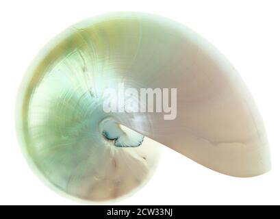 Detailfoto einer Perle Muschel ein Chambered Nautilus (Nautilus Pompilius) isoliert auf weiss Stockfoto