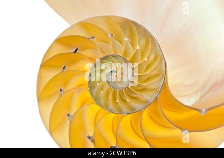 Detailreiches Foto einer halbierten hinterleuchteten Schale einer Kammer nautilus (Nautilus pompilius) Stockfoto