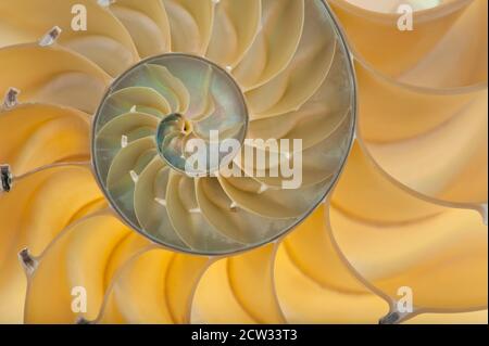 Detailreiches Foto einer halbierten hinterleuchteten Schale einer Kammer nautilus (Nautilus pompilius) Stockfoto