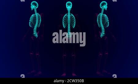 Anatomie des menschlichen Skeletts Axiale Skelette 3D Illustration Stockfoto